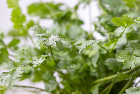Mexický salát Pico de gallo z červeného zelí